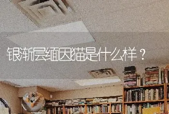 银渐层缅因猫是什么样？