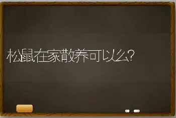 松鼠在家散养可以么？