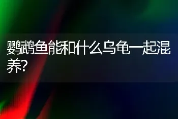 鹦鹉鱼能和什么乌龟一起混养？