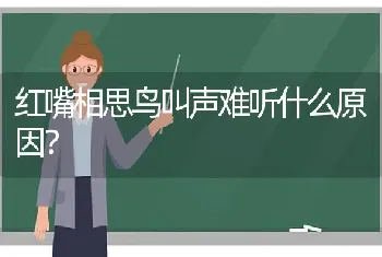 红嘴相思鸟叫声难听什么原因？