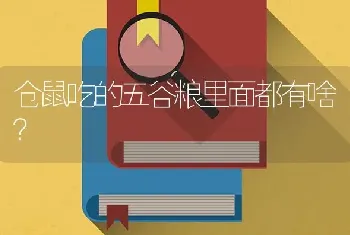 仓鼠吃的五谷粮里面都有啥？