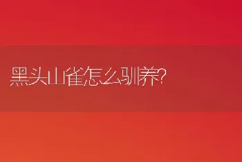 黑头山雀怎么驯养？