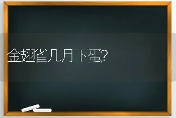 金翅雀几月下蛋？