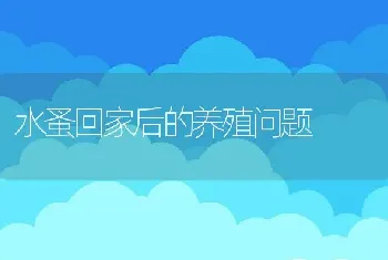 水蚤回家后的养殖问题