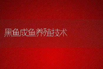 黑鱼成鱼养殖技术