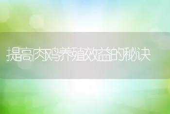 提高肉鸡养殖效益的秘诀