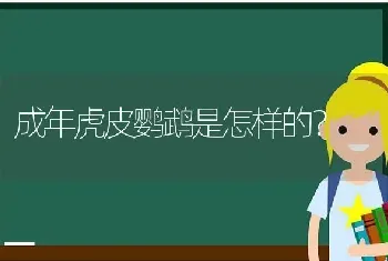 成年虎皮鹦鹉是怎样的？