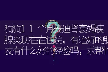 狗狗11个月泰迪肾衰竭胰腺炎现在在住院，有治好的朋友有什么好的经验吗，求帮忙，急死了？