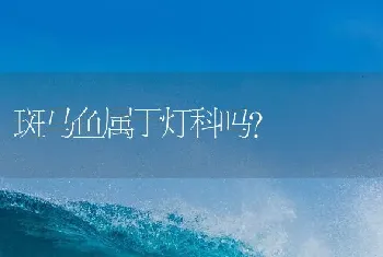 斑马鱼属于灯科吗？