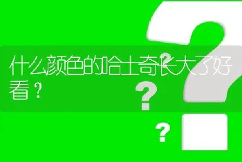 什么颜色的哈士奇长大了好看？