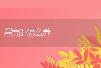 黑壳虾怎么养