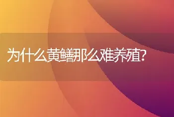 为什么黄鳝那么难养殖？