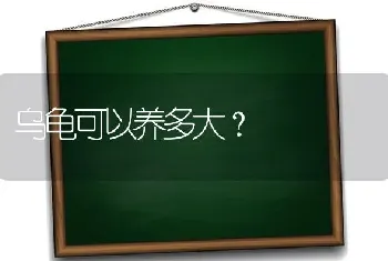 乌龟可以养多大？