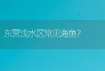 东营浅水区常见海鱼？