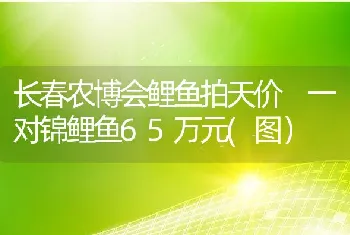 长春农博会鲤鱼拍天价一对锦鲤鱼65万元(图）