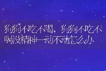 狗狗不吃不喝，狗狗不吃不喝没精神一动不动怎么办