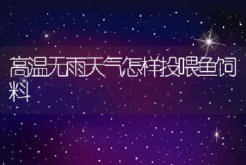 高温无雨天气怎样投喂鱼饲料