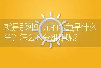 就是那种1元的金鱼是什么鱼？怎么区分雄雌呢？