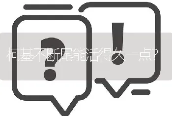 柯基不断尾能活得久一点？