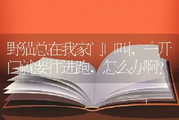 野猫总在我家门口叫，一开门就要往进跑，怎么办啊？