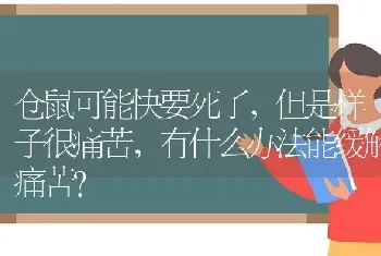 仓鼠可能快要死了，但是样子很痛苦，有什么办法能缓解痛苦？