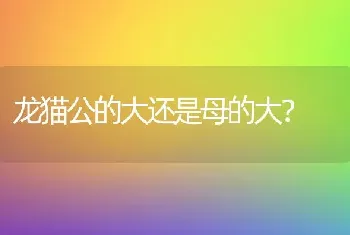 龙猫公的大还是母的大？