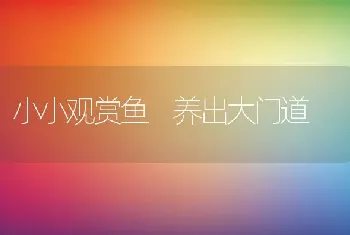 小小观赏鱼　养出大门道