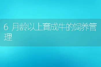 6月龄以上育成牛的饲养管理