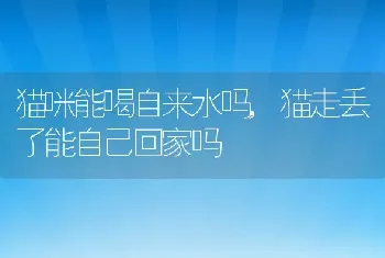 猫咪能喝自来水吗，猫走丢了能自己回家吗