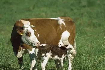 肉牛常见的产科病及防治措施