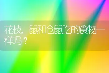 巴西龟亲近人的表现？