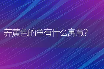 养黄色的鱼有什么寓意？