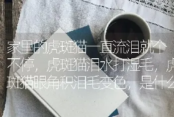 家里的虎斑猫一直流泪就个不停，虎斑猫泪水打湿毛，虎斑猫眼角积泪毛变色，是什么情况？