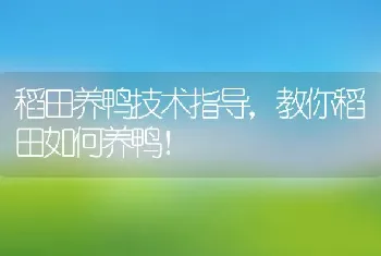 稻田养鸭技术指导，教你稻田如何养鸭！