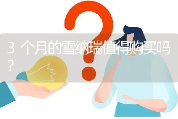 3个月的雪纳瑞值得购买吗？