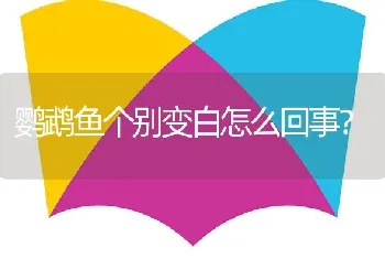 鹦鹉鱼个别变白怎么回事？