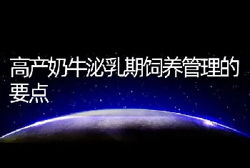 高产奶牛泌乳期饲养管理的要点