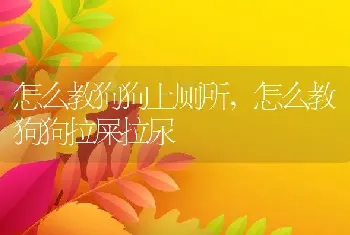 怎么教狗狗上厕所，怎么教狗狗拉屎拉尿