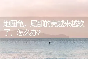 吉娃娃换盆何时浇水？