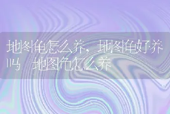 地图龟怎么养，地图龟好养吗 地图龟怎么养