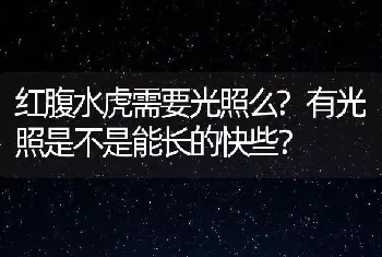 红腹水虎需要光照么？有光照是不是能长的快些？