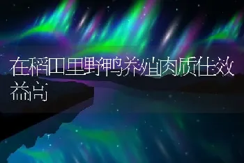 在稻田里野鸭养殖肉质佳效益高