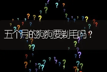 五个月的狗狗要剃毛吗？