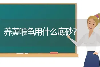 养黄喉龟用什么底砂？