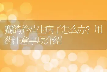 赛鸽养殖生病了怎么办？用药注意事项介绍