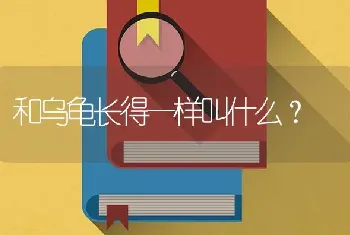 和乌龟长得一样叫什么？