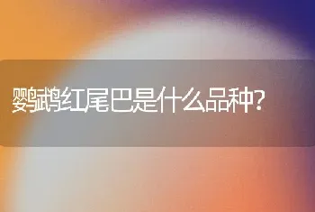 鹦鹉红尾巴是什么品种？