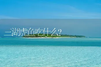 三湖虎鱼吃什么？