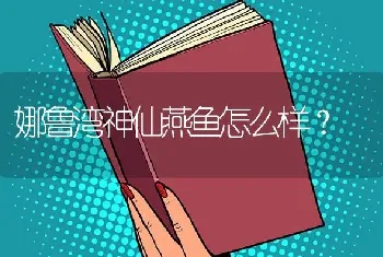 娜鲁湾神仙燕鱼怎么样？