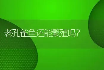 老孔雀鱼还能繁殖吗？